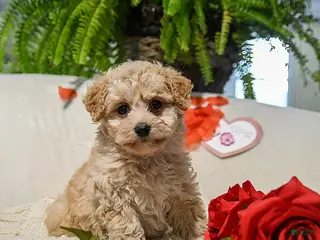 Maltipoo dogs Olivia - Ad 2