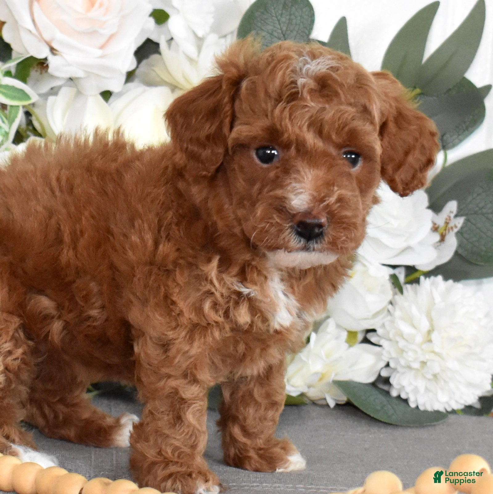 Toy Poodle dogs Petunia  - Ad 2