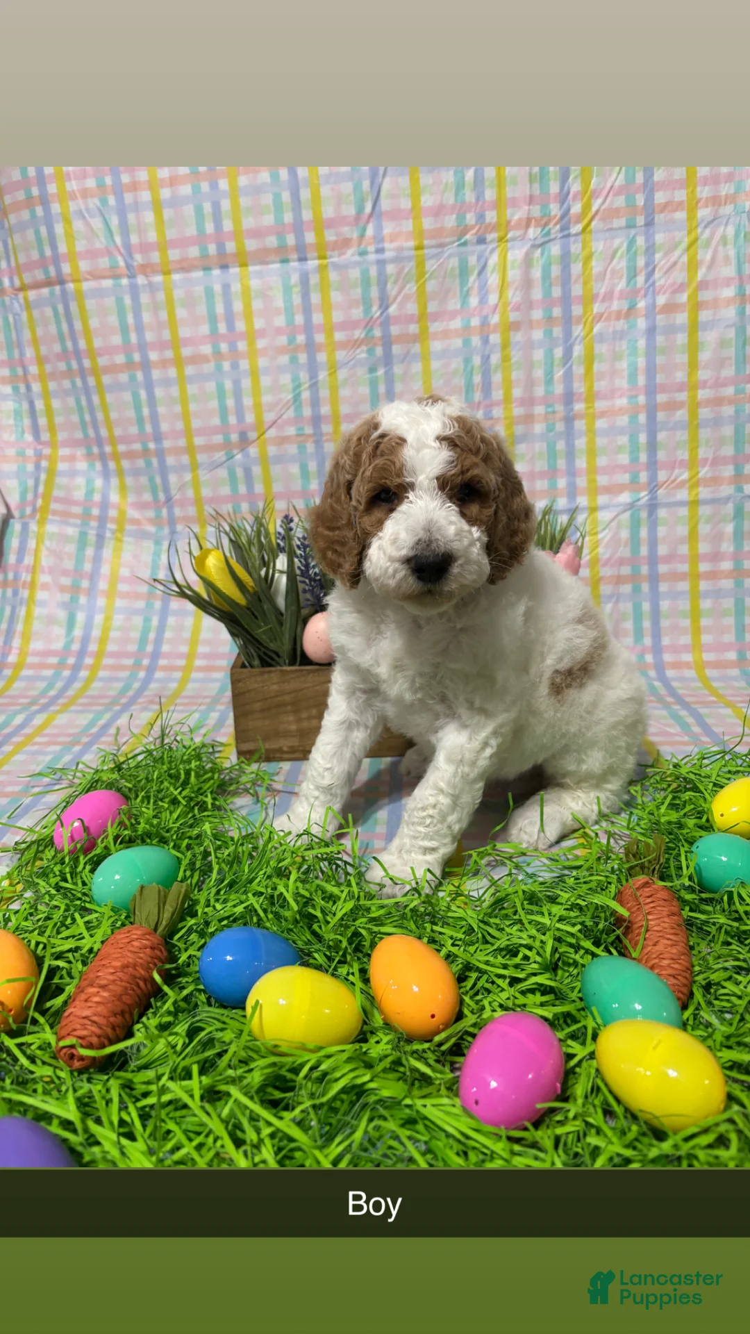 Standard Poodle dogs for sale: Andy - Ad 1