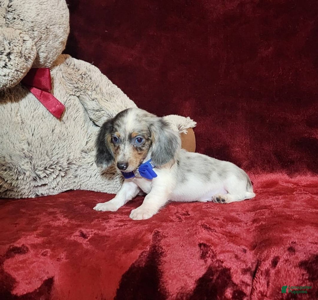 Miniature Dachshund dogs for sale: STERLING - Ad 8