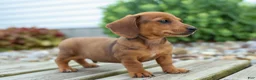 Miniature Dachshund dogs for sale: Tyson 💙 - Ad 11