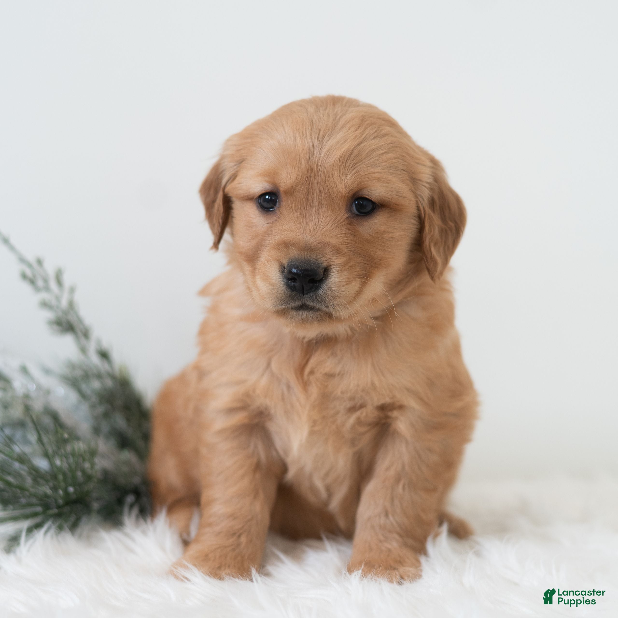 Golden Retriever dogs Pearl  - Ad 18
