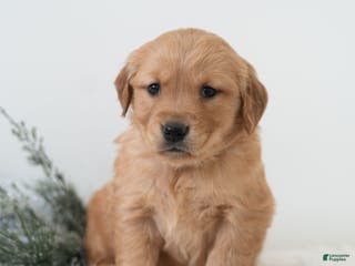 Golden Retriever dogs Pearl - Ad 7