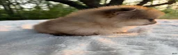 Pomeranian dogs for sale: Duchess - Ad 6