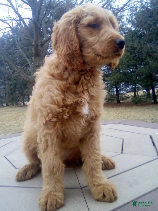 Goldendoodle dogs Clark - Ad 2