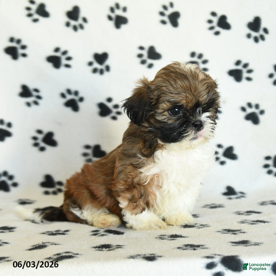 Shih Tzu dogs for sale: Tashi - Ad 4