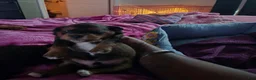 Miniature Poodle dogs for sale: Miniature Poodle 3 - Ad 1