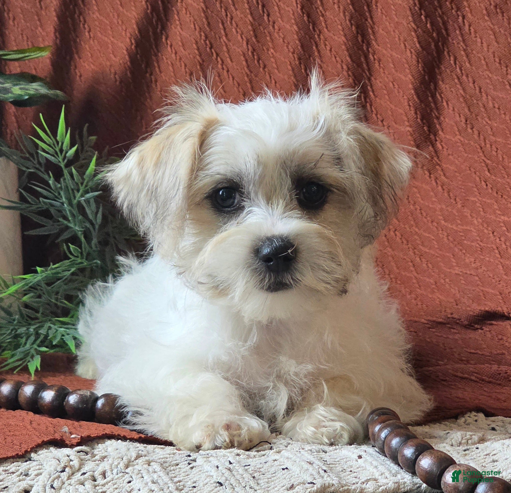 Mixed Breed dogs for sale: Voilet - Ad 42