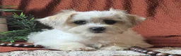 Mixed Breed dogs for sale: Voilet - Ad 1