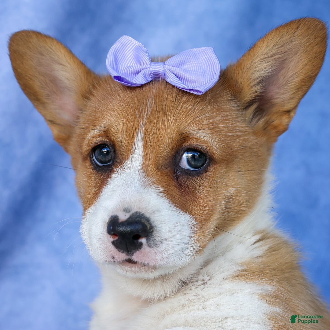 Welsh Corgi Pembroke dogs for sale: Tilly - Ad 8