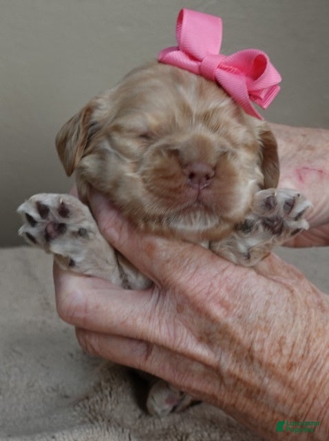 Cocker Spaniel dogs Jaja - Ad 7