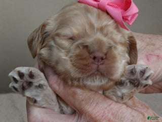 Cocker Spaniel dogs Jaja - Ad 8