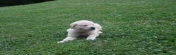 Mixed Breed dogs for sale: Ace - Ad 3