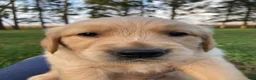 Golden Retriever dogs for sale: Anthony - Ad 3