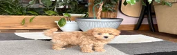 Maltipoo dogs for sale: Suzie  - Ad 4
