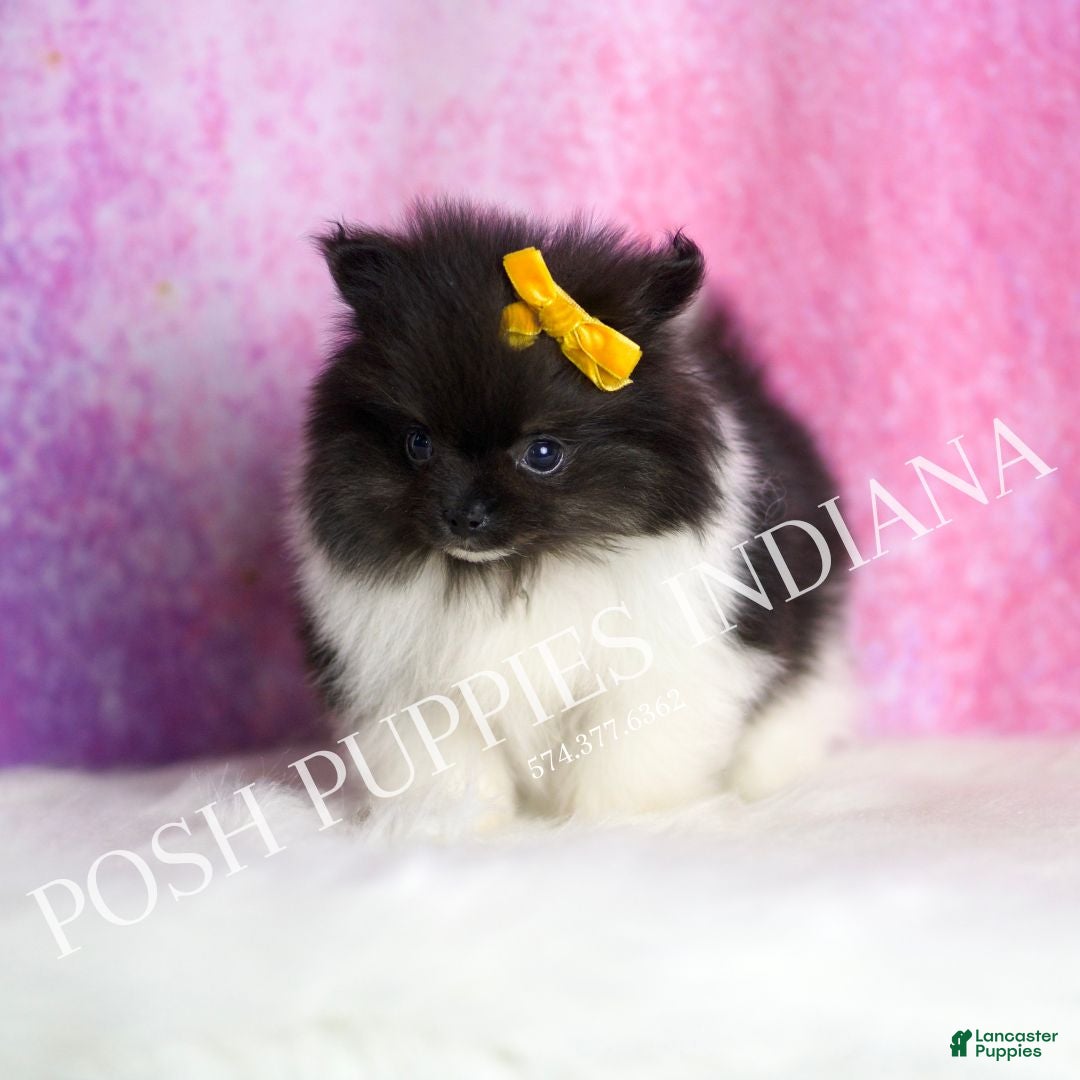 Pomeranian dogs for sale: Oreo - Ad 5