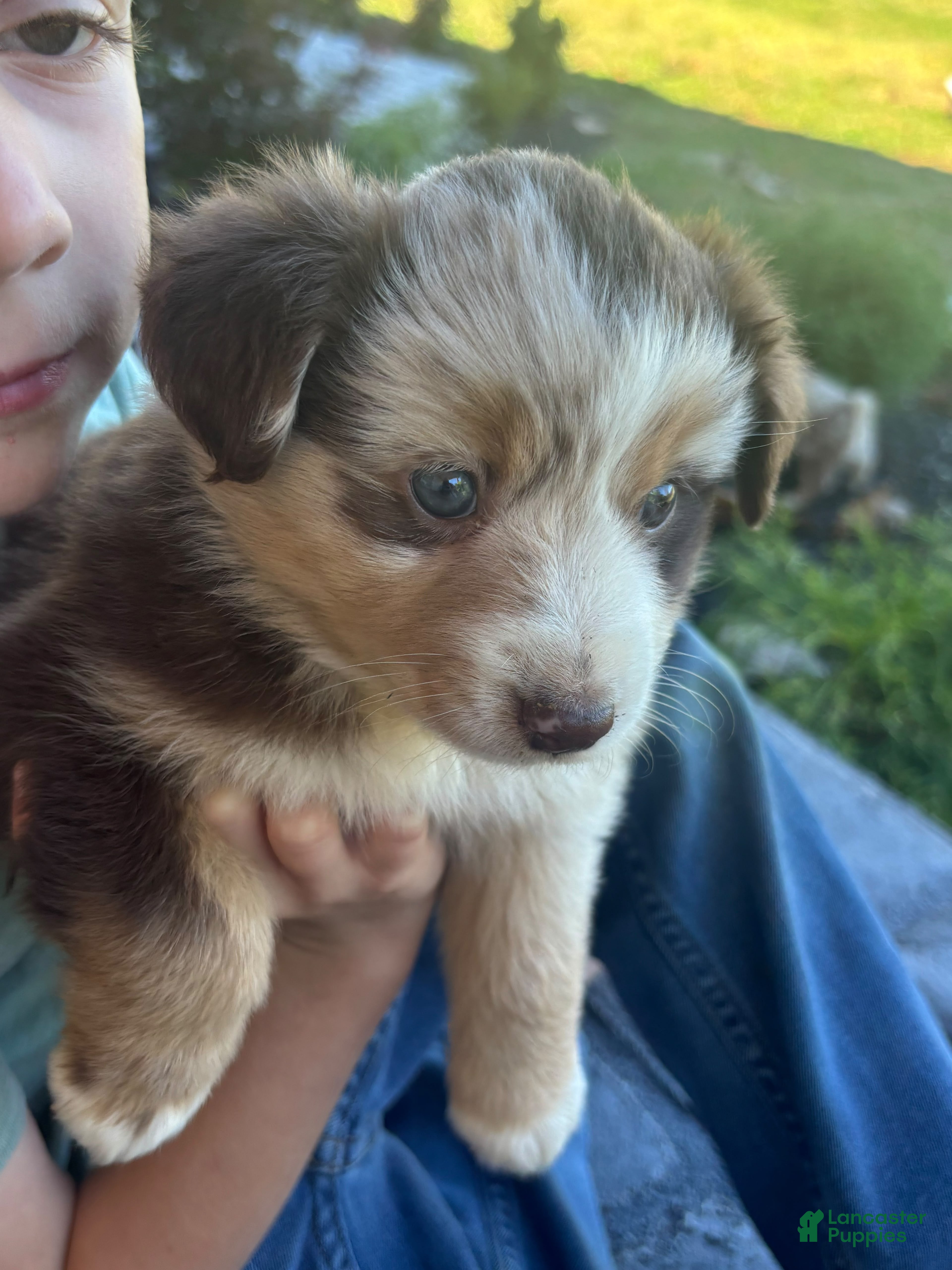 Miniature Australian Shepherd dogs Ally  - Ad 1