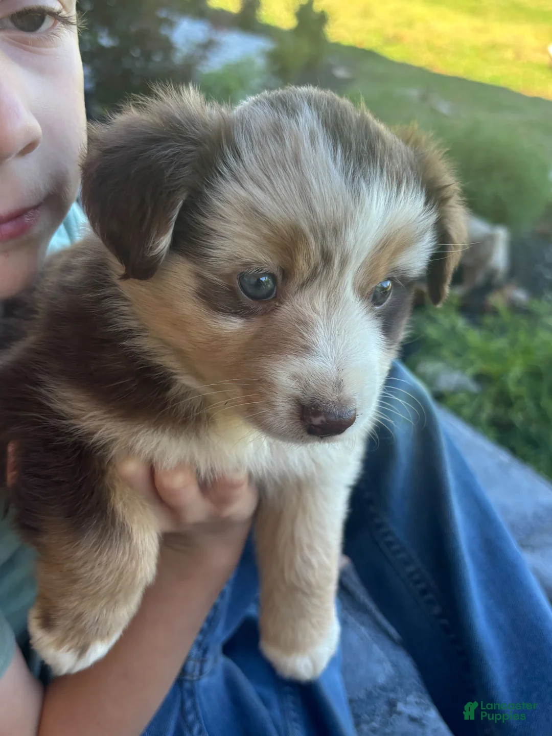 Miniature Australian Shepherd dogs for sale: Ally  - Ad 1