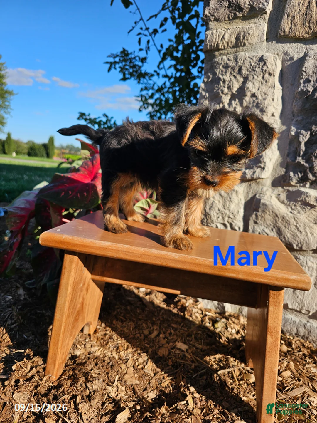 Yorkiepoo dogs for sale: Mary - Ad 3