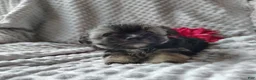 Morkie dogs for sale: Zha Zha - Ad 5