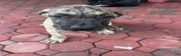 Presa Canario dogs for sale: Presa Canario 4 - Ad 4