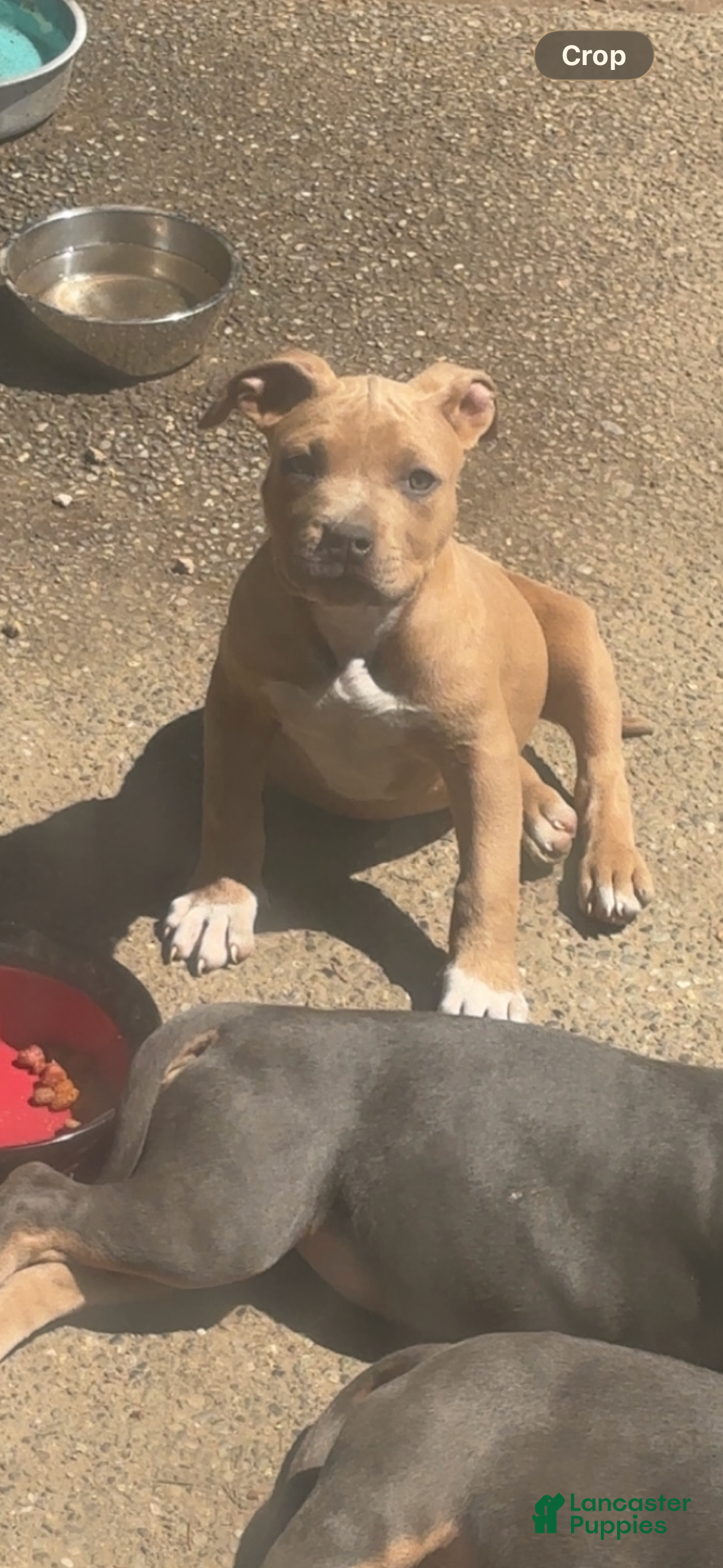 American Bully dogs American Bully Puppy 1 - Ad 2