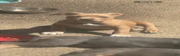 American Bully dogs for sale: American Bully Puppy 1 - Ad 1
