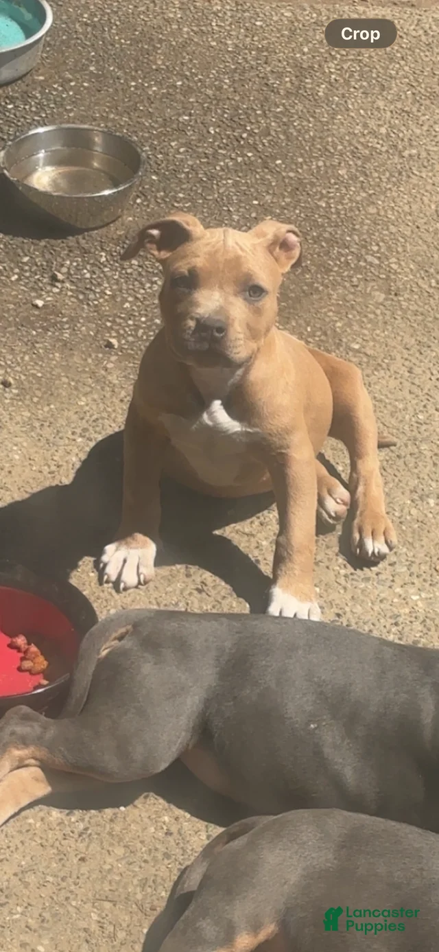 American Bully Puppy 1 American Bully for sale in Renton | Lancaster ...