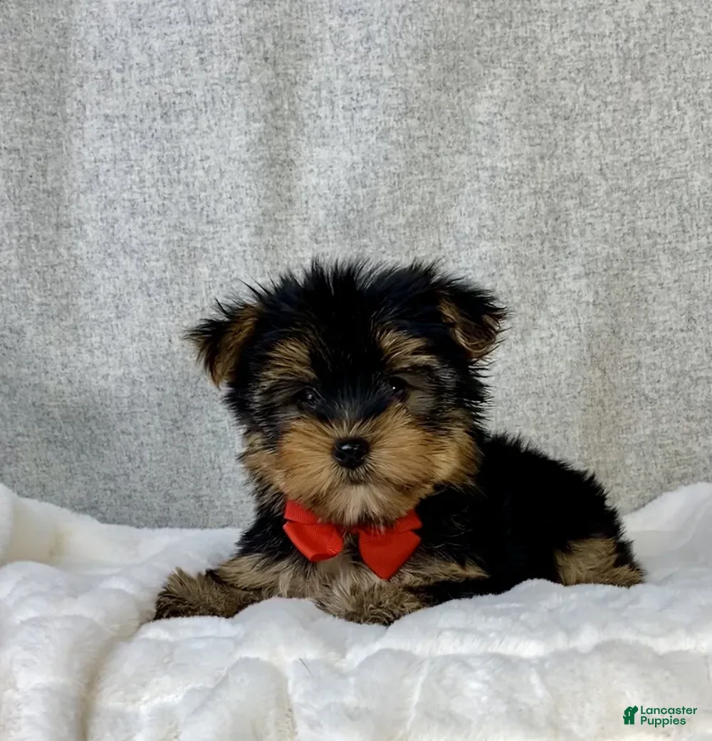 Yorkshire Terrier dogs Enzo - Ad 2