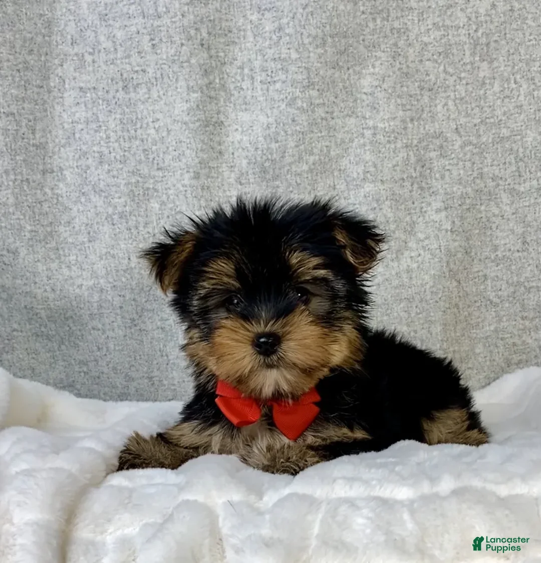Yorkshire Terrier dogs for sale: Enzo - Ad 2