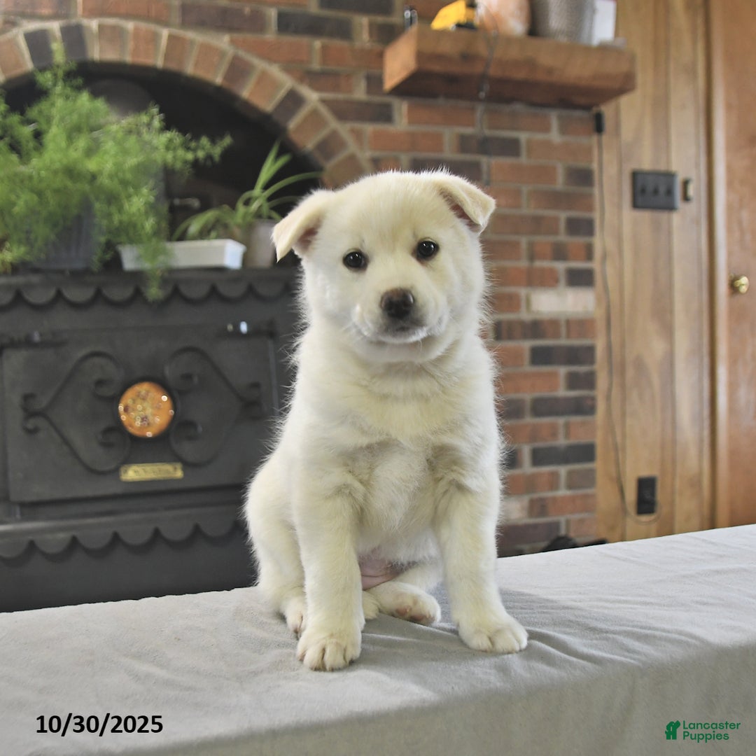 Pomsky dogs for sale: Kenzie - Ad 1