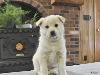 Pomsky dogs Kenzie - Ad 1