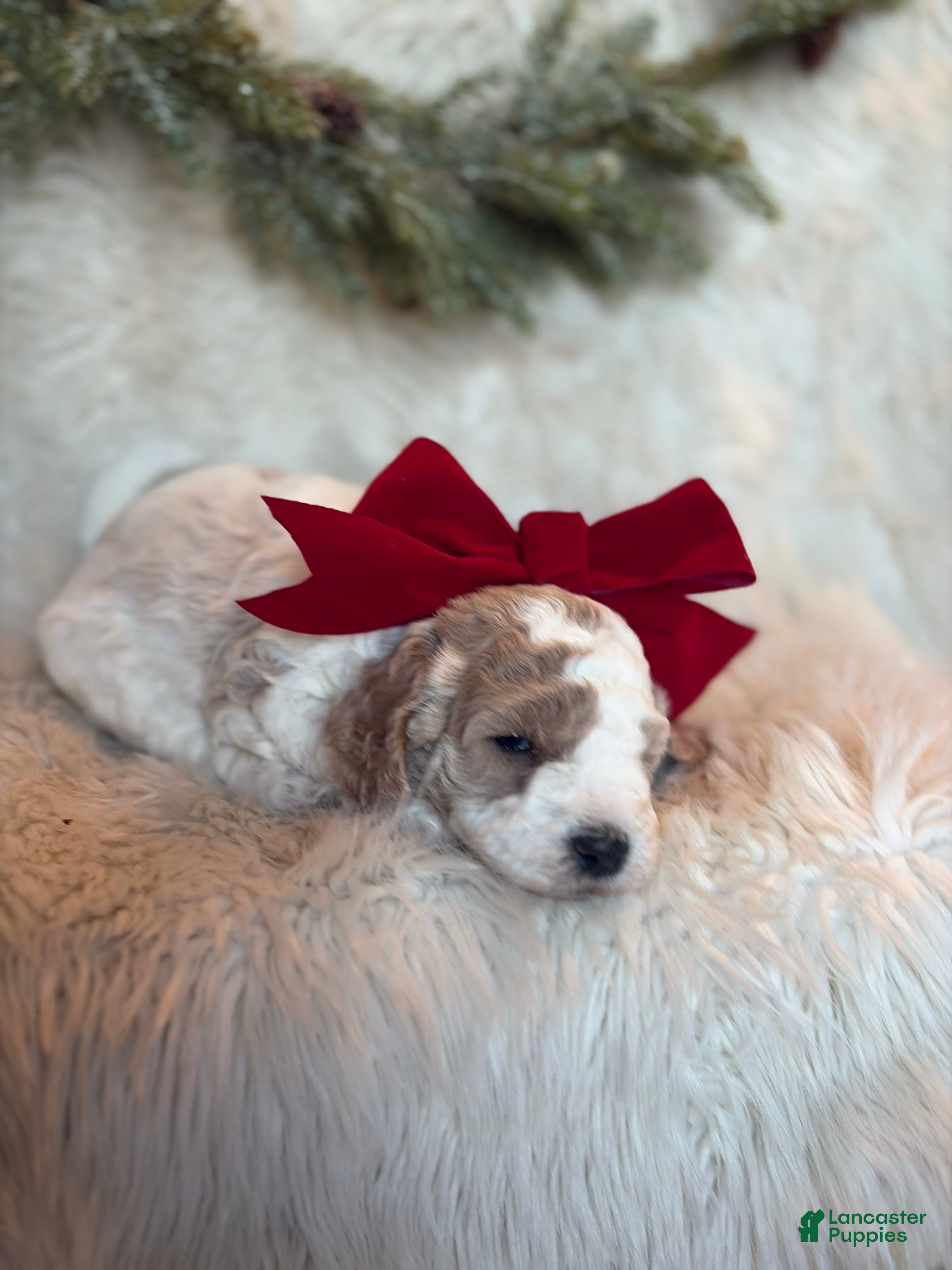 Goldendoodle dogs Maple - Ad 20