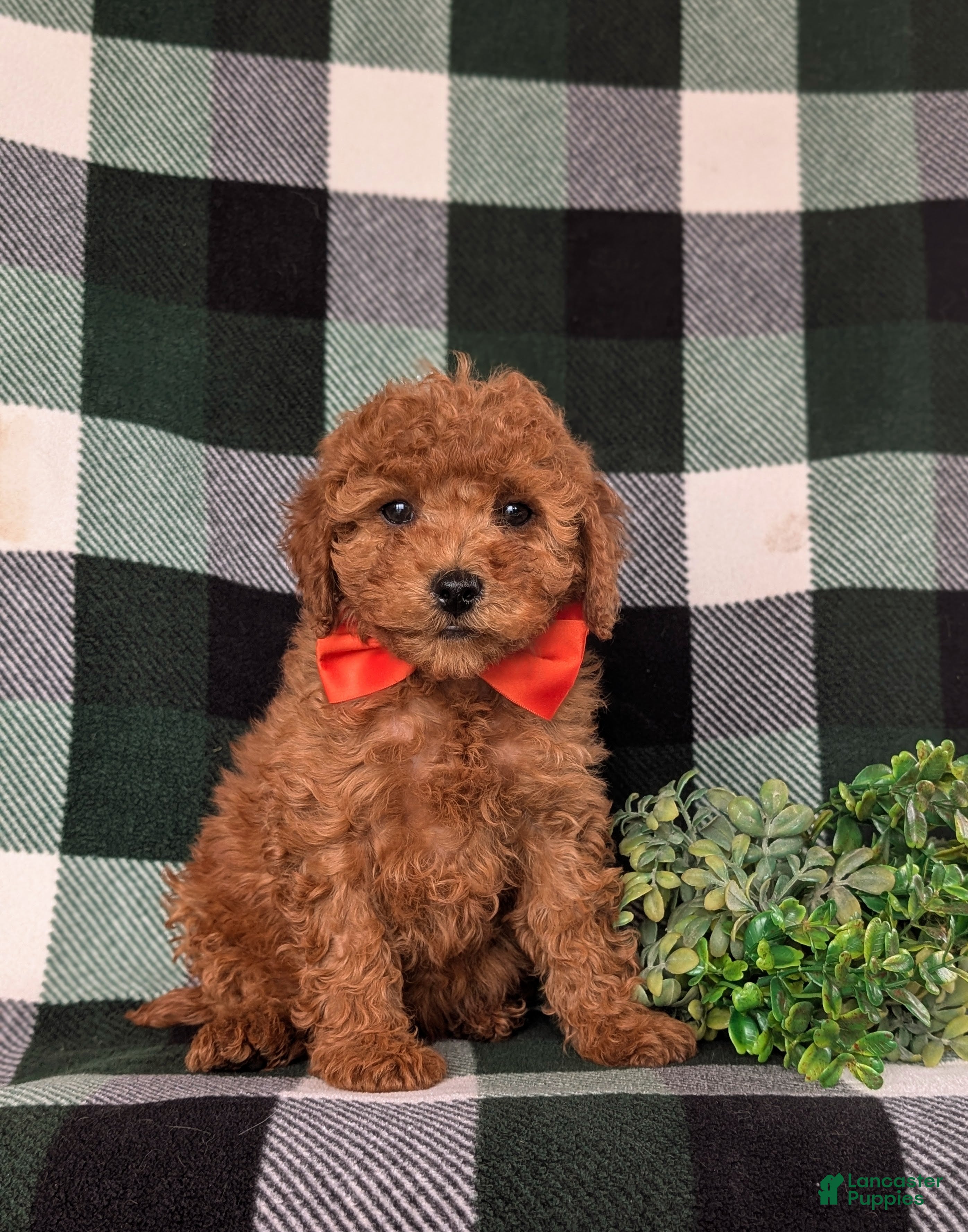 Cavapoo dogs Jackson Hypoallergenic - Ad 1