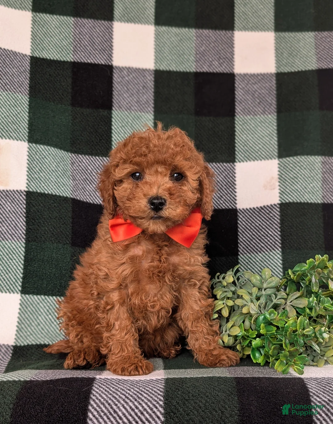 Cavapoo dogs for sale: Jackson Hypoallergenic - Ad 1