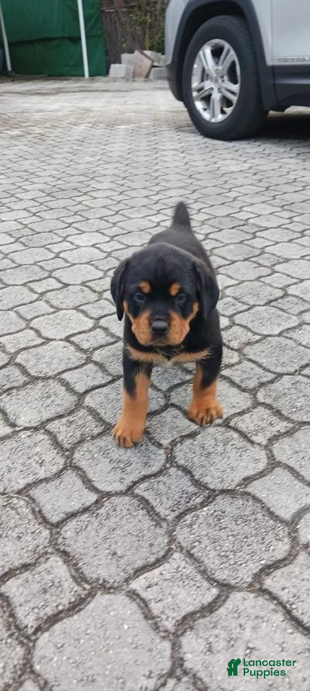 Rottweiler dogs for sale: Girl 1 - Ad 1