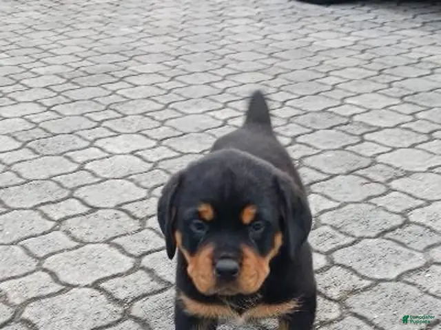 Rottweiler dogs Girl 1 - Ad 2