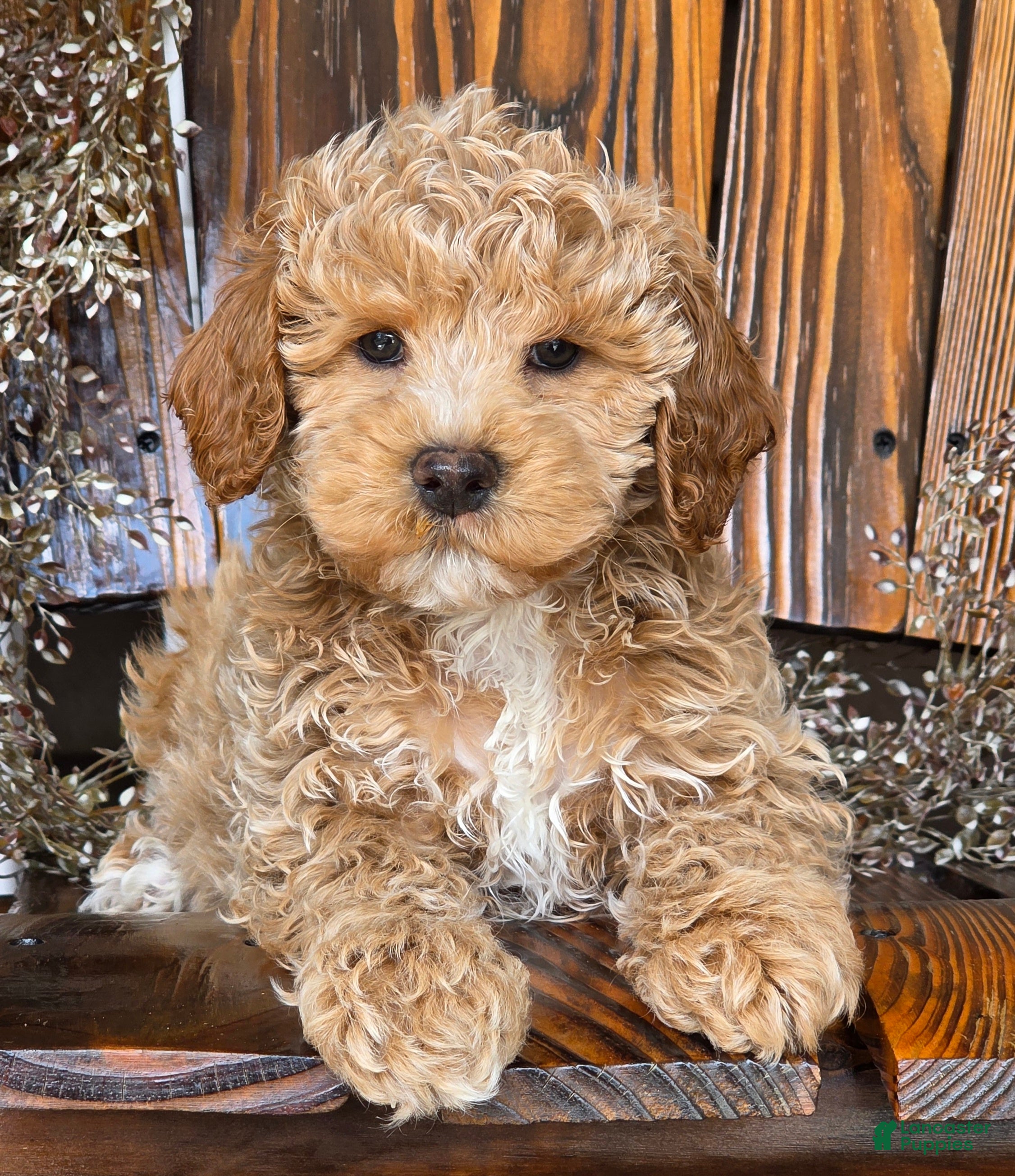 Cockapoo dogs for sale: Hunter - Ad 4