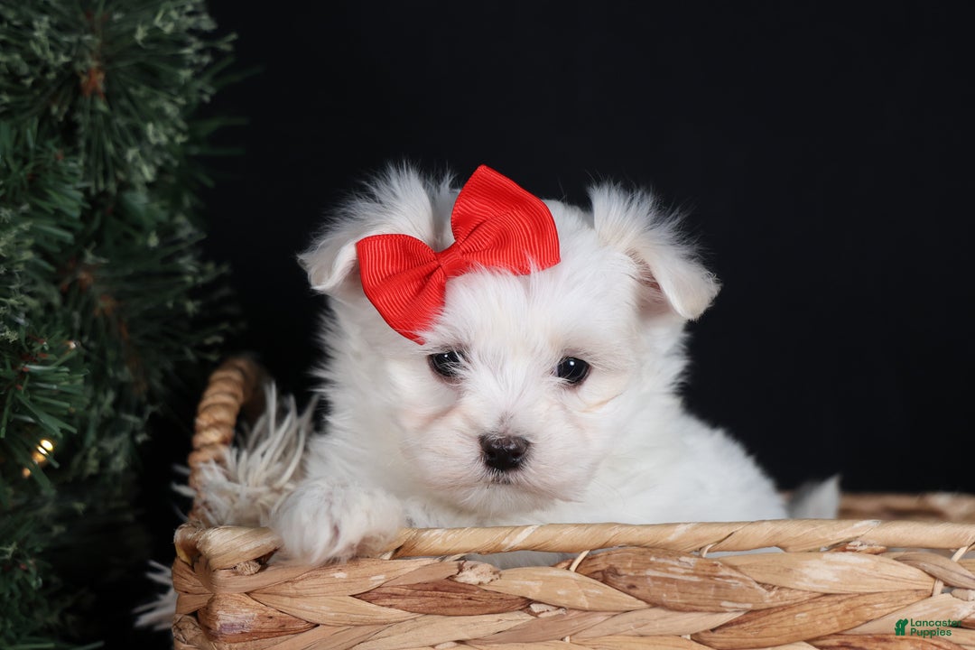 Maltese dogs for sale: ACE - Ad 12