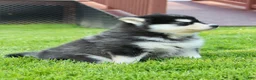 Pomsky dogs for sale: Pansy - Ad 7