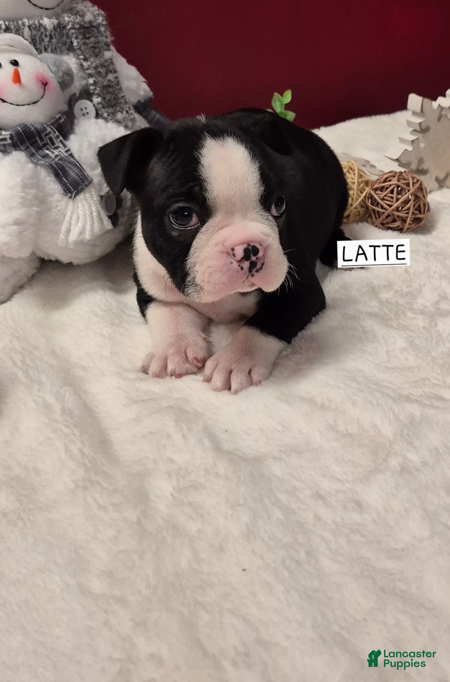 Boston Terrier dogs Boston Terrier Puppy 2 - Ad 23