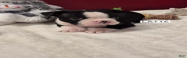 Boston Terrier Puppy 2