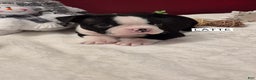 Boston Terrier dogs for sale: Boston Terrier Puppy 2 - Ad 1