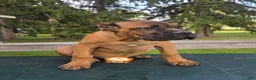 Cane Corso dogs for sale: Cane Corso 1 - Ad 2