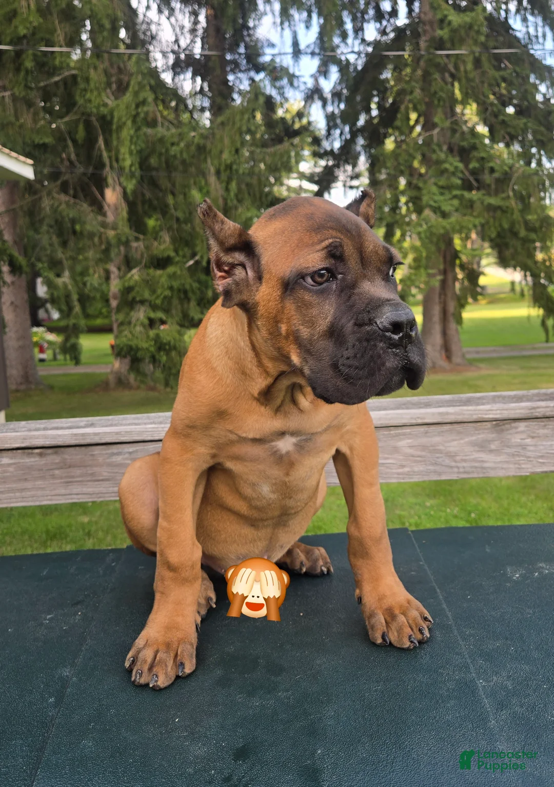 Cane Corso dogs for sale: Cane Corso 1 - Ad 2
