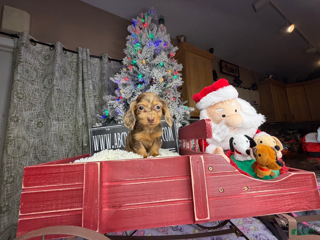 Miniature Dachshund dogs for sale: Sale choc dapple champ import pra clear Akc  - Ad 5