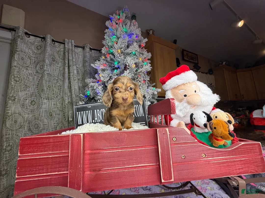 Miniature Dachshund dogs for sale: AKC Russian pra clear - Ad 18