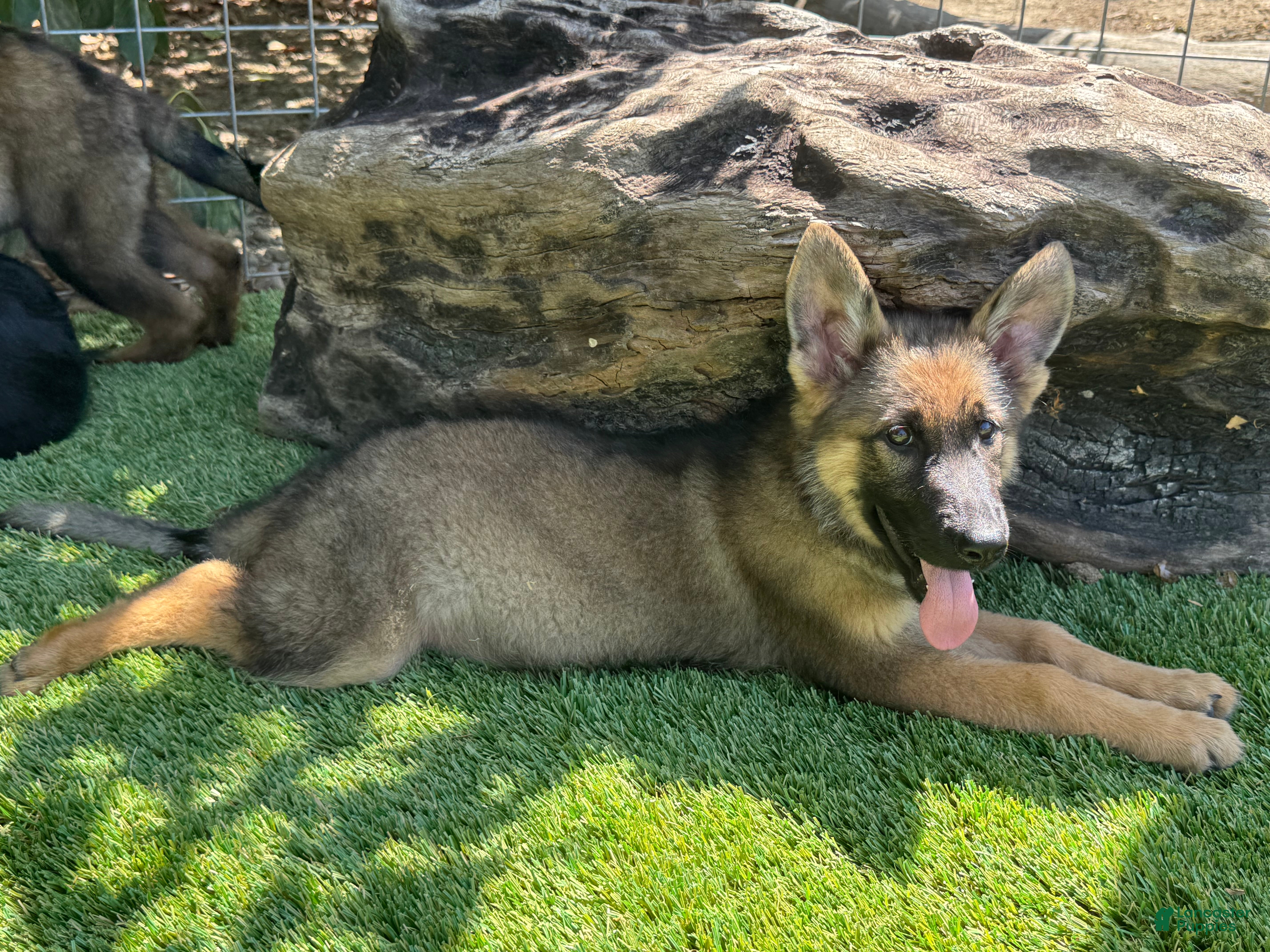 German Shepherd dogs German Shepherd 2 - Ad 2