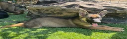 German Shepherd dogs for sale: German Shepherd 2 - Ad 2