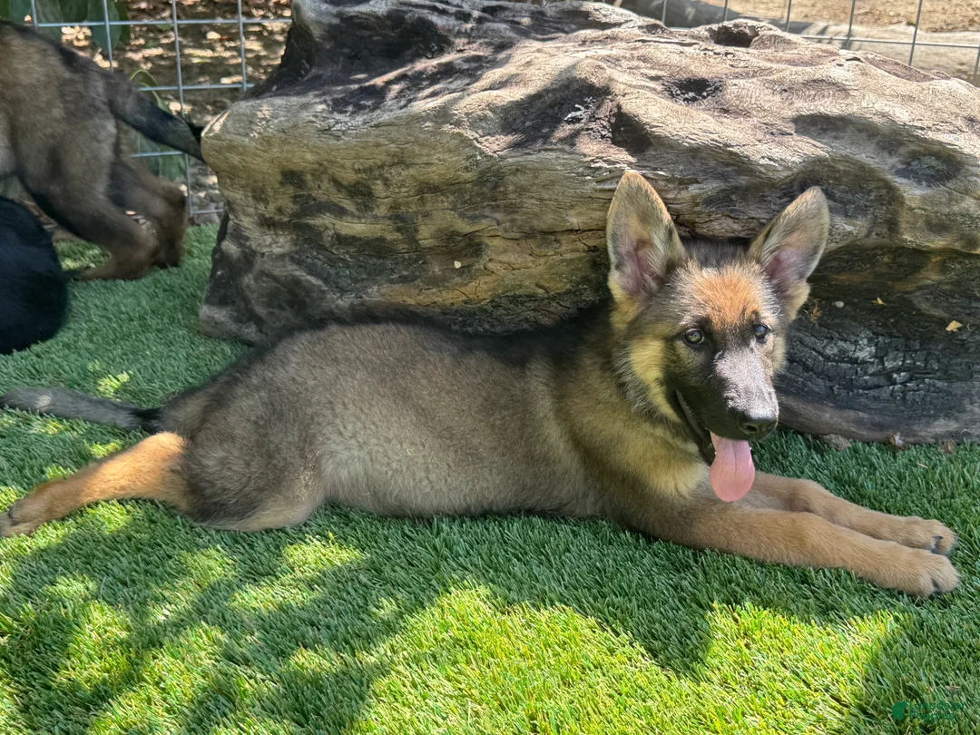 German Shepherd dogs for sale: German Shepherd 2 - Ad 2